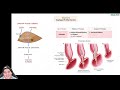 Esophageal Motility Disorders | Clinical Medicine