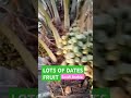 Wow..lots of dates fruit #satisfyingvideo  #shorts