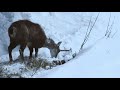 Male Alpine Ibex Goats Go Head To Head | Wildest Europe