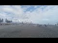 Very brief clip of Ōtaki Kite Festival. About 10:30am on the Sunday 18th February session.