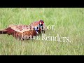 Fazant Common Pheasant, Phasianus colchicus,  mannen in de onlanden, Nederland