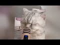 New Funny Cats and Dogs Videos 😸🤣 Funny Cats Moments 😆