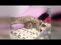 🐈 IMPOSSIBLE TRY NOT TO LAUGH 🤣😻 New Funny Animals 2024 🐈😻