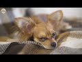 [NO ADS] Deep Sleep Dog Calming Music🐶Psychological stability music for anxious dogs | Dogs Music