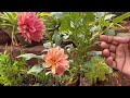 Dahlia plant care