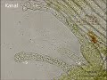 Archegonien und Spermatozoide von Physcomitrella (Physcomitrium) patens