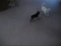 Conan the Teacup Yorkie Chasing Rockafellor the Westie