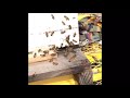 Honey bees at the hive entrance. Feb 23,  2018