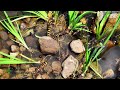 How to Plant Pond Plants 🔮🦟️🌈 The Easy Way - Without Soil