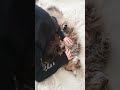 МЕЙН-КУН ТАБИ - ПАРИКМАХЕР  MAINE COON TABBY - CRAZY HAIRDRESSER