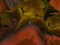 World of Warcraft: Secret Mount Bengal Tiger Location