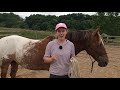 SIGNS A HORSE DOESN’T RESPECT YOU | Horse Behavior Guide