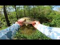 Fishing TINY Creek for Bass (Underwater Footage)