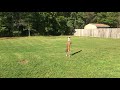 Hawk Trying to Catch a Ball