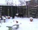 Snow Dogs Part One!