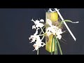 Unboxing Paraphalaenopsis Kolopaking - A new orchid to me