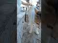 Funny cats 😂😂- Short videos compilation