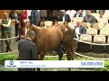 Curlin colt o/o Beholder sells for $4,000,000 at The Saratoga Sale (2023)