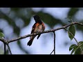 Redstart male,   singing