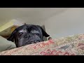 Thor the Pug Drowsing While Listening to “Who Let the Dogs Out?” 🐶 😂