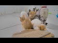 🤣 Best Cats and Dogs Videos 😍 Best Funny Videos compilation Of The Month 🐱
