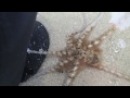 Releasing a stranded octopus and it thanked me