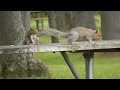 SQUIRRELS    #animalvideos  #animallover  #squirrel