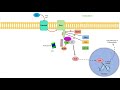 Hedgehog Signaling Pathway in Invertebrates | Mechanism and Role in Development