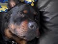 Rottweiler chillaxin on the couch