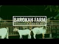 Natural boer goat farming | Goat farming in village