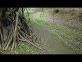 A Walk through a Bluebell Forest, English Countryside 4K