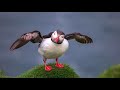 Faroe Islands - Mykines Island and Puffins (4K HRD）