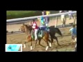 American Pharoah - 2015 Triple Crown Champion Tribute