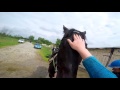 Gallop Sparing with FAST Speed average 55 Km/H. GOPRO 5