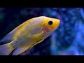 Aquarium 4K VIDEO (ULTRA HD) 🐠 Beautiful Coral Reef Fish - Peaceful Music & Colorful Marine Life #19