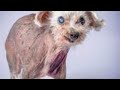 Hideous And Disturbing Dog Compilation