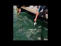 Robbie's tarpons