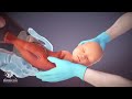 from fertilization to childbirth | 3d medical animation | by Dandelion Team