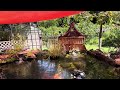 Koi Pond Lifestyle - Home paradise mini-tour 2024