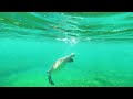 Sea Turtle Snorkling Antigua