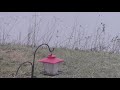 Mallard ducks hanging around pond (1080p60)