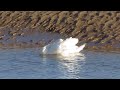 Swans on river ogmore south wales