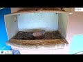 Watch: Kestrel Falcon Surprises Mate With Breakfast Treat & Takes Over Egg Duty!