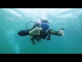 Shelly Beach Dive