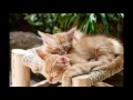 Cute Cats & Kittens to Make You Smile