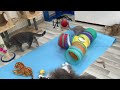 Funniest Animals 2024 😍 Best Funny Cats and Dogs Videos 😻🐶 Part 32