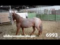 Wild Horse Adoption January 2023