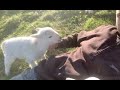 Cute Lamb Needs Attention