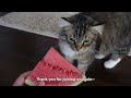 Siberian Kitten Won't Stop Meowing When We Come Home | Daily Life of Two Kittens