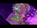 2 Hours of Shallow Reef Aquarium Relaxation [Aquarium Meditation]